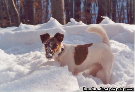Foxterrier Glatthaar Hunde Foto 18355 Foxterrier Glatthaar meine kleine Schnecke im Schnee