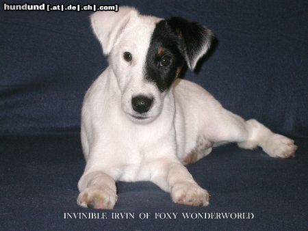 Foxterrier Glatthaar Hunde Foto 8517 Foxterrier Glatthaar Invinvible Irvin von Zucht Foxy Wondeworld