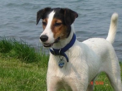 Foxterrier Glatthaar Trixi nach dem Baden