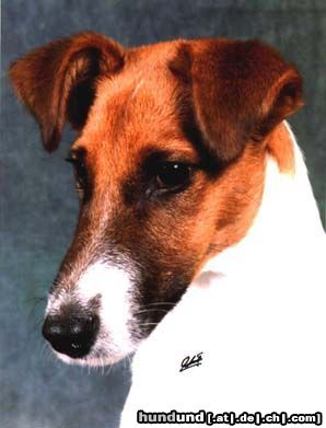 Foxterrier Glatthaar Hunde Foto 2804 Foxterrier Glatthaar Gallant Grayson of Foxy Wonderworld