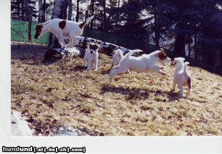 Foxterrier Glatthaar Hunde Foto 2805 Foxterrier Glatthaar Welpen of Foxy Wonderworld - Lebenslust pur...