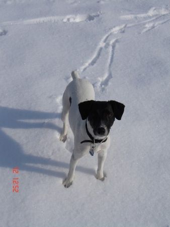 Foxterrier Glatthaar Lizzy im Schnee