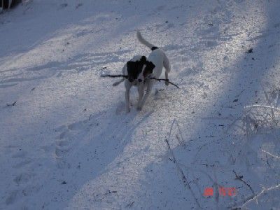 Foxterrier Glatthaar wem gehört das Stöckchen?