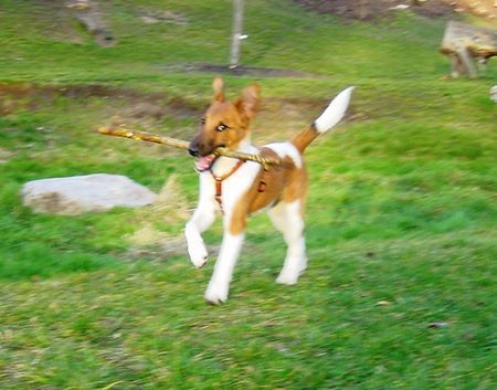 Foxterrier Glatthaar Azrael alias Paul aus dem A-Wurf ist schneller als die Kamera...