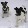 Foxterrier Glatthaar Hund