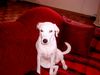 Foxterrier Glatthaar Foto: Glatthaar-Foxterrier-Jack-Russel-Mix Joy (ID 13155) Foxterrier Glatthaar Hund