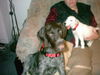 Foxterrier Glatthaar Foto: das ist meins und bleibt meins! (ID 33109) Foxterrier Glatthaar Hund