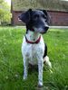 Foxterrier Glatthaar Foto: Bixi 13 Jahre alt (ID 10965) Foxterrier Glatthaar Hund