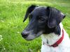 Foxterrier Glatthaar Foto: Bixi 13 Jahre alt (ID 10966) Foxterrier Glatthaar Hund