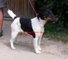 Foxterrier Glatthaar Hund