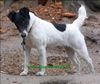 Foxterrier Glatthaar Hund