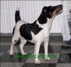 Foxterrier Glatthaar Hund