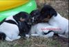 Foxterrier Glatthaar Hund