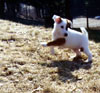 Foxterrier Glatthaar Foto: Humphrey - immer lustig (ID 4514) Foxterrier Glatthaar Hund