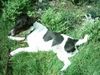 Foxterrier Glatthaar Foto: das ist mein süßer, er heißt carlos ist 2 1/2 Jahre, hab ihn vors einschläfern gerettet (ID 11730) Foxterrier Glatthaar Hund