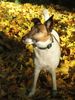 Foxterrier Glatthaar Foto: Herbstimpressionen (ID 46088) Foxterrier Glatthaar Hund