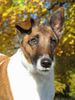 Foxterrier Glatthaar Foto: Herbstimpressionen (ID 46089) Foxterrier Glatthaar Hund
