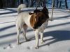 Foxterrier Glatthaar Hund