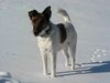 Foxterrier Glatthaar Foto: ..doch noch Winter .. (ID 45650) Foxterrier Glatthaar Hund