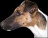Foxterrier Glatthaar Foto: Kopfstudie unseres Oscar im Alter von 13 Monaten (ID 17553) Foxterrier Glatthaar Hund