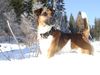 Foxterrier Glatthaar Foto: Tino im Winter in Kärnten (ID 10105) Foxterrier Glatthaar Hund