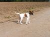 Foxterrier Glatthaar Foto: Unser Zweithund Aiko mit 5 1/2 Monaten (ID 15572) Foxterrier Glatthaar Hund