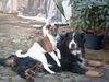 Foxterrier Glatthaar Foto: Rocky & Hanna (ID 17219) Foxterrier Glatthaar Hund