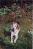 Foxterrier Glatthaar Foto: Tina , hier ca. 14 Jahre (ID 1150) Foxterrier Glatthaar Hund
