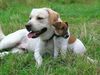 Foxterrier Glatthaar Foto: indira und ihr bester freund, gordo (ID 17041) Foxterrier Glatthaar Hund