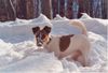 Foxterrier Glatthaar Foto: meine kleine Schnecke im Schnee (ID 18355) Foxterrier Glatthaar Hund