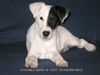 Foxterrier Glatthaar Foto: Invinvible Irvin von Zucht Foxy Wondeworld (ID 8517) Foxterrier Glatthaar Hund
