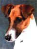 Foxterrier Glatthaar Foto: Gallant Grayson of Foxy Wonderworld (ID 2804) Foxterrier Glatthaar Hund