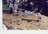 Foxterrier Glatthaar Foto: Welpen of Foxy Wonderworld - Lebenslust pur... (ID 2805) Foxterrier Glatthaar Hund