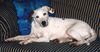 Foxterrier Glatthaar Foto: Glatthaar-Foxterrier-Jack-Russel-Mix Joy (ID 13157) Foxterrier Glatthaar Hund