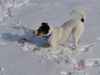 Foxterrier Glatthaar Hund