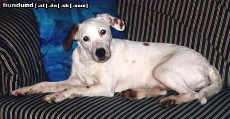 Foxterrier Glatthaar Hunde Foto 13157 Foxterrier Glatthaar Glatthaar-Foxterrier-Jack-Russel-Mix Joy