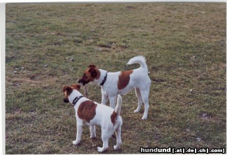 Foxterrier Glatthaar Hunde Foto 21741 Foxterrier Glatthaar 2 flotte mädels im prater