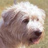 Glen of Imaal Terrier