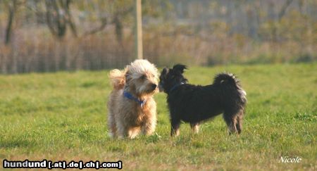 Glen of Imaal Terrier Hunde Foto 26301 in höherer Auflösung ansehen Glen of Imaal Terrier ein Bussi