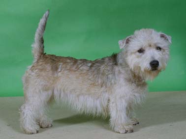 Glen of Imaal Terrier