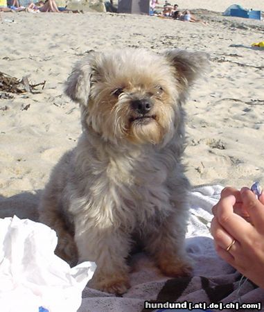 Glen of Imaal Terrier Hunde Foto 7033 Glen of Imaal Terrier Kannoo 5 years female