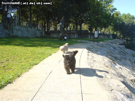 Glen of Imaal Terrier Kannoo and her friend Merlin!!!