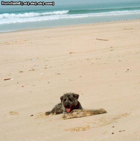 Glen of Imaal Terrier Ferox am Atlantik