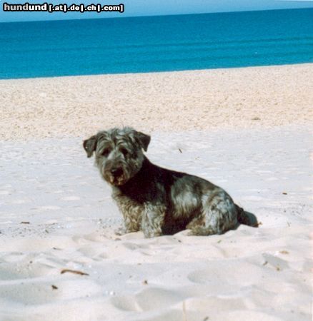 Glen of Imaal Terrier Hunde Foto 5762 Glen of Imaal Terrier Ferox am Atlantik