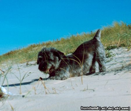 Glen of Imaal Terrier Ferox am Atlantik