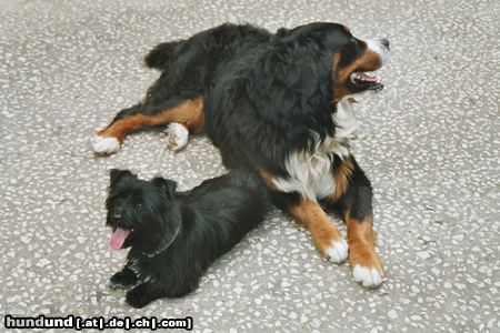 Glen of Imaal Terrier prutske met zijn grote vriend Raul