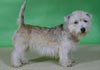 Glen of Imaal Terrier Hund