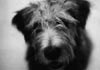 Glen of Imaal Terrier Foto (ID 187) Glen of Imaal Terrier Hund