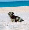 Glen of Imaal Terrier Hund