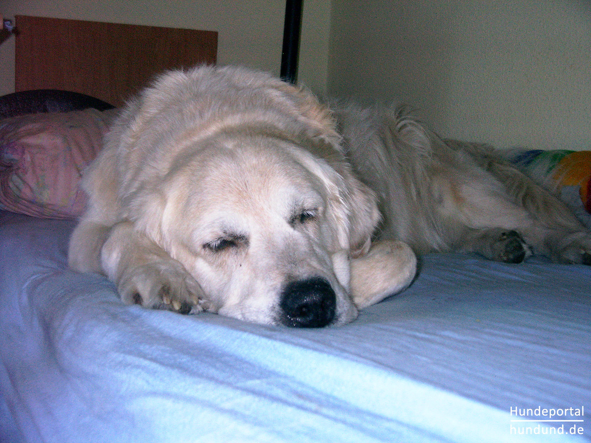 Golden Retriever Foto 22516 Hundund De